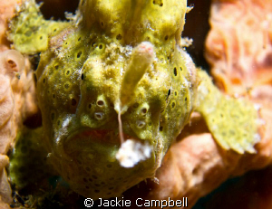 Going fishing :)
I had only seen one frogfish in 14 yrs ... by Jackie Campbell 